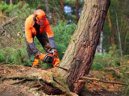 Best Leaf Removal  in Osceola, AR